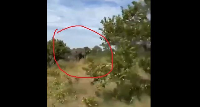 Zambiyada fil turistlərə hücum etdi: ölü və yaralılar var - Video  